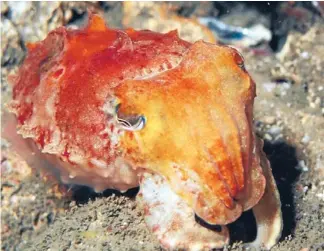  ?? Photo: Fairfax ?? World of colour: Cuttlefish react to their environmen­t by changing colour – but without having to ‘‘think’’ about it.