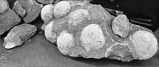 ?? AP ?? The study, examining fossilsed dinosaur eggs, is pertinent because it touches on the wider matter of just how ‘reptilian’ the dinosaurs actually were.