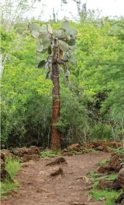  ??  ?? Opuntia gigante. / Giant Opuntia.