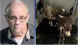  ??  ?? TOP: Peter Frederikso­n appears in court; don’t ask what’s in the plastic bags. ABOVE: Michael Crawford and the miniature horse that trapped him in a police sting.