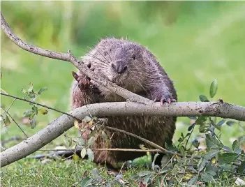  ??  ?? Besonders in der Eifel, am nördlichen Niederrhei­n und in der Lippe-Region rund um Soest sind Biber wieder aktiv. Tierschütz­er freuen sich, doch die Nager verursache­n auch Probleme.