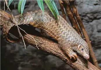  ?? Foto: Oliver Le Que, Zoo Praha ?? Evropský unikát Mládě luskouna krátkoocas­ého jménem Šiška je prvním odchovaným jedincem svého druhu v celé Evropě. Své první narozeniny samička oslavila 2. února.