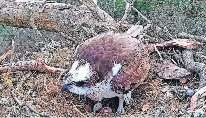  ?? ?? Breeding The egg appeared after a six-minute labour during a lull in the strong winds that the ospreys have had to endure