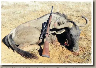  ??  ?? The ultimate field test for the SR-21 was the hunt for this nice old blue wildebeest bull. In spite of indifferen­t bullet performanc­e, the rifle passed the test with flying colours.