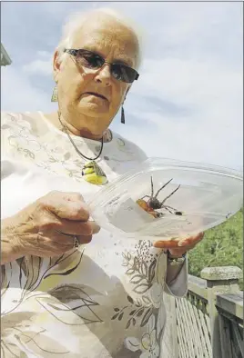  ?? Sueann muSick/tHe newS ?? Faye Kowalski found a large spider in her home this week that biologists believe might be a wolf spider. According to biologists there are three common species of wolf spiders in the province but they are rarely seen.