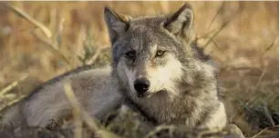  ?? (Reuters) ?? A FEW wolves living in the 19-kilometer strip of desert from Masada to Ein Gedi, such as this Arabian wolf, seem to have lost any fear of humans.