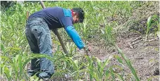  ??  ?? CULTIVO. Un agricultor cuida sus plantacion­es de maíz.