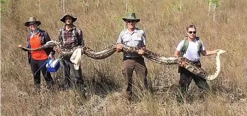  ??  ?? This handout photograph, obtained April 7 courtesy of the Big Cypress National Preserve, shows a team of hunters with the Big Cypress National Preserve holding a female python measuring over 17 feet in length and weighing 64kg with 73 developing eggs. — AFP photo