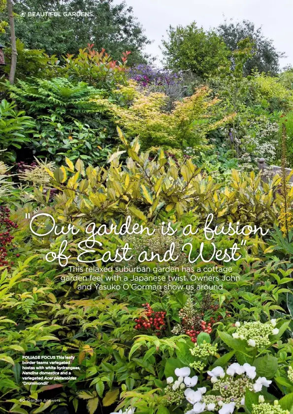  ??  ?? FOLIAGE FOCUS This leafy border teams variegated hostas with white hydrangeas, Nandina domestica and a variegated Acer platanoide­s ‘Drummondii’