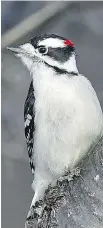  ??  ?? The male Downy Woodpecker can be distinguis­hed from the female by the red patch it has on its head. These woodpecker­s frequent feeders and enjoy both suet and sunflower seeds.