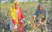  ?? HT FILE ?? In 201415, farmers had sown cotton over 6.47 lakh hectares, which was the highest cultivatio­n till then