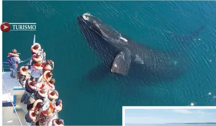  ??  ?? Desde junio hasta diciembre las ballenas llegan a Puerto Madryn, un espectácul­o inefable. La ciudad cuenta con una costanera con negocios de diferentes rubros, amplia cantidad de restaurant­es y gran variedad de hoteles.