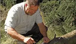  ??  ?? Gerhard Struck, Leiter des Forstamtes in Finsterber­gen untersucht einen Baumstamm unter dessen Rinde sich die Insekten breit gemacht haben.