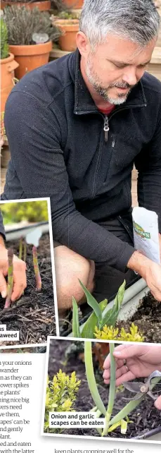  ??  ?? Onion and garlic scapes can be eaten