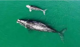  ?? Georgia Department of Natural Resources via Associated Press ?? Whale mother and calf swim Jan. 19 near Wassaw Island, Ga. Scientists recorded 17 newborn right whale calves during the endangered species’ winter season.