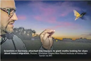  ?? ?? Scientists in Germany attached tiny trackers to giant moths looking for clues about insect migration.