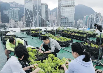  ?? — PHOTOS: THE ASSOCIATED PRESS ?? Volunteers pick lettuce growing in rows of low black plastic planters on a decommissi­oned helipad on the roof of the 38-storey Bank of America tower in Hong Kong.