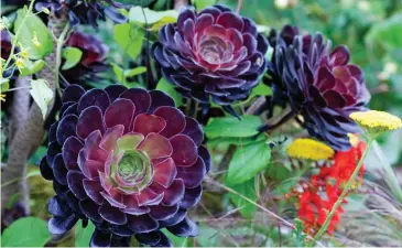  ??  ?? Tolerant beauties: Aeonium Arboreum Zwartkop with their striking leaf rosettes