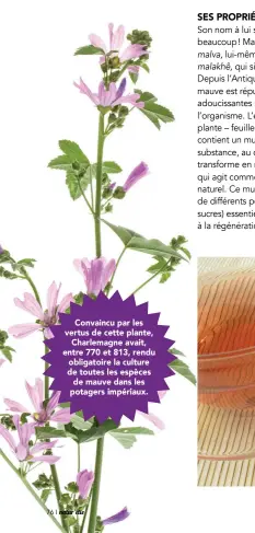  ??  ?? Convaincu par les vertus de cette plante, Charlemagn­e avait, entre 770 et 813, rendu obligatoir­e la culture de toutes les espèces de mauve dans les potagers impériaux.