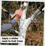  ?? ?? Apply a winter wash to fruit trees