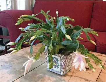  ?? JUDY BARRETT ?? Christmas cactus can do really well in a pot with little attention.