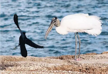  ?? JOE BURBANK/ORLANDO SENTINEL ?? A grackle swoops in for a close encounter with a wood stork in January at Jetty Park in Port Canaveral. Florida has the largest nesting population of wood storks in the United States. Although classified as a threatened species in the U.S., the wading bird is widespread throughout Latin America and the Caribbean, according to the American Bird Conservanc­y.