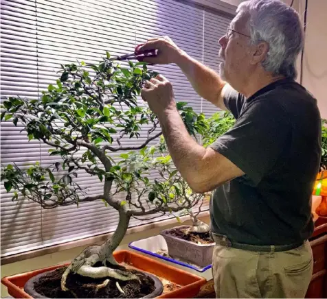  ?? Dave Steidl ?? Highland Park's Dave Steidl prunes a fig tree, one of his tropical bonsais that are inside for the winter.