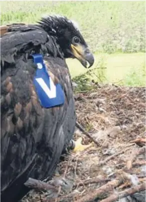  ?? Picture: Owen Selly. ?? The new Angus chick, Blue V.