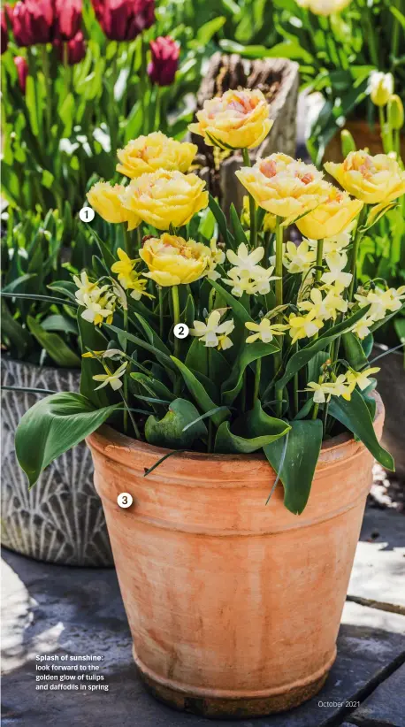  ?? ?? Splash of sunshine: look forward to the golden glow of tulips and daffodils in spring