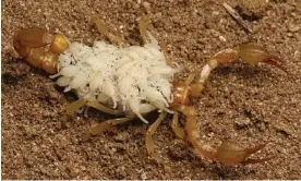  ?? ?? Parurocton­us soda, one of two species identified by Prakrit Jain and Harper Forbes. Photograph: Prakrit Jain/California Academy of Sciences