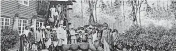  ?? ?? The plantation­s in British times (Pic courtesy www.historyofc­eylontea.com)