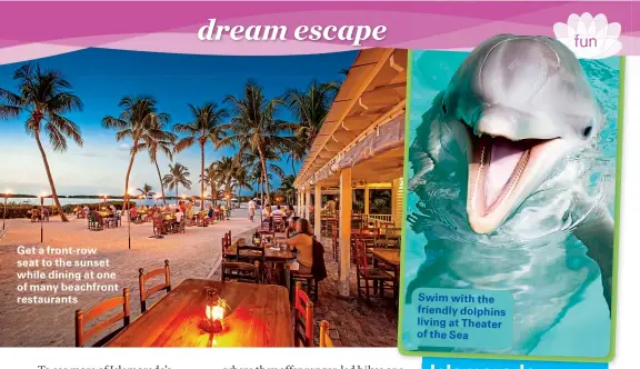  ??  ?? Get a front-row seat to the sunset while dining at one of many beachfront restaurant­s Swim with the friendly dolphins living at Theater of the Sea