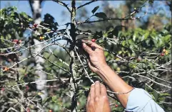  ?? ASSOCIATED PRESS ?? MOISES CASTILLO Coffee plants have been damaged by a fungus that has spread across Latin America and could raise prices.