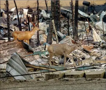  ?? Mel Melcon Los Angeles Times ?? DEER SEARCH for food on Main Street in Greenville. Since igniting in Northern California last month, the Dixie fire has grown to over 500,000 acres and is the 15th-most destructiv­e in state history, Cal Fire says.