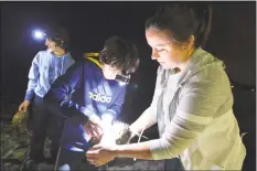  ?? Alex von Kleydorff / Hearst Connecticu­t Media ?? Dray Peiffer from Weston makes a hole for the tag he is attaching with help from Kasey Tietz during a Maritime Aquarium horseshoe crab tagging event at Calf Pasture Beach on Wednesday in Norwalk. More than a dozen volunteer citizen-scientists and aquarium aquarists collected data on the crabs then tagged them and released them back into Long Island Sound.