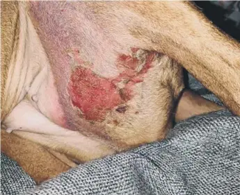  ??  ?? Some of the tell tale signs of Alabama Rot after they started to appear on Jessie.