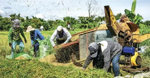  ?? ?? Western Visayas produced 2,356,902.44 metric tons of palay in 2021, which was 2.67 percent higher than in 2020. However, the 2021 palay production was below the targeted 2,500,851 MT considerin­g the 143,949.37 MT damage in the rice sector brought by Typhoon “Odette” last December 2021.