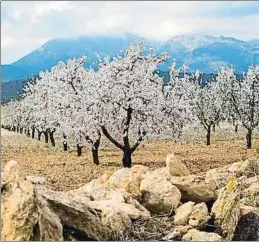  ?? MARCIAL GUILLÉN / EFE ?? Borges prevé plantar 2.500 hectáreas, principalm­ente de almendros