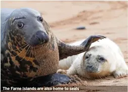  ?? ?? The Farne Islands are also home to seals