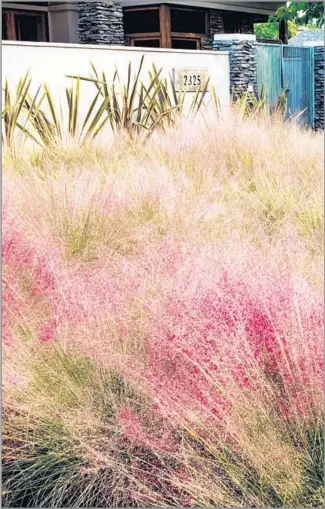  ?? Maureen Gilmer ?? DROUGHT-TOLERANT GRASSES (here, Muhlenberg­ia capillaris) can add color to a yard.