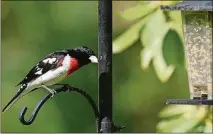  ?? HANRAHAN/ERIE TIMES-NEWS JACK ?? Sales of bird seed and feeders have taken flight as people stuck in their homes try to liven up the view outside the window.