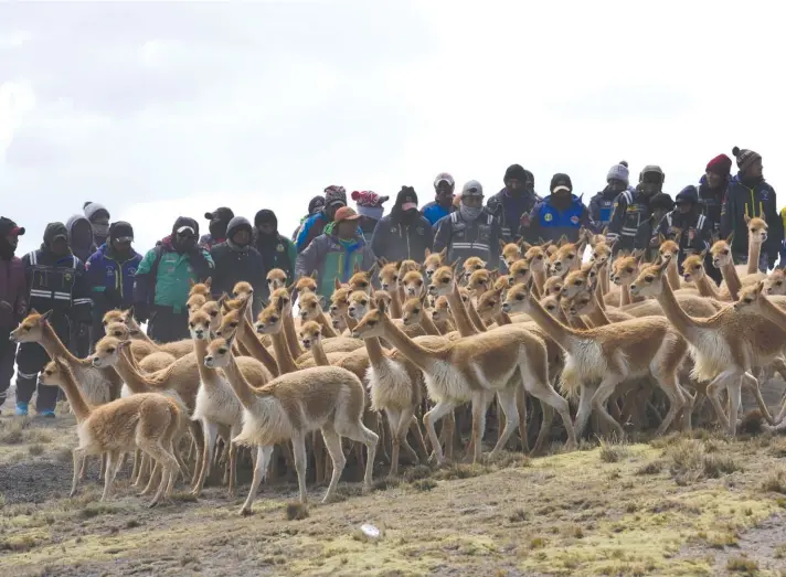  ?? ?? Aymara Indigenous men corner wild vicuña into a temporary corral inside the Apolobamba protected nature reserve, their natural habitat near the Andean village of Puyo Puyo, Bolivia on Sunday. Once over-hunted and on the brink of extinction, vicuñas nowadays are protected in Bolivia, where Aymara shear and release the animals, to use the hair to make clothing. Photo: AP