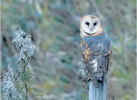  ?? SUSAN TAM/ SPECIAL TO THE EXAMINER ?? A barn owl flies over a field at Boundary Bay, south of Vancouver. The area is a must-see for nature lovers, with an abundance of coastal birds and more.