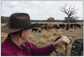  ?? (Bloomberg News/Ty Wright) ?? A rancher passes in front of a herd of grazing cattle last month at the Barthle Brothers Ranch in Dade City, Fla. Rising prices for corn and soybeans have lifted the cost of feeding herds by 30% or more.