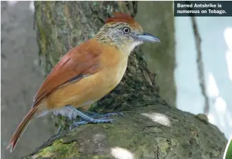  ?? ?? Barred Antshrike is numerous on Tobago.
Trinidad Motmot is a beautiful endemic and easy to find in the forest habitats of Tobago.