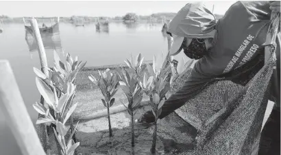  ?? EDUARDO VERDUGO AP ?? In addition to technologi­cally advanced methods to remove carbon dioxide from the atmosphere, restoring natural habitats helps, too. A woman plants mangrove seedlings as part of a restoratio­n project in Mexico’s Yucatan Peninsula.