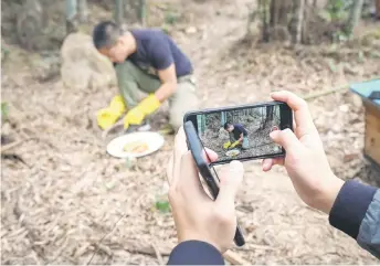  ?? — AFP photos ?? Ma ’s assistant (pictured hands) using a mobile phone to take a video as Ma (centre) tastes honey at his apiary in Songyang county.