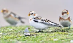  ??  ?? jjOnly a few pairs of snow buntings, which breed in the Arctic, overwinter in the UK