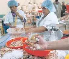  ??  ?? EFECTO. Las procesador­as de mariscos han reducido personal.