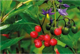  ??  ?? Beware eating wild berries which look inviting. This one is Woody Nightshade whose poisonous fruit ripen from green, via orange, to an attractive red (see Plants That Kill).